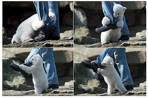 polar_bear_attack.jpg
