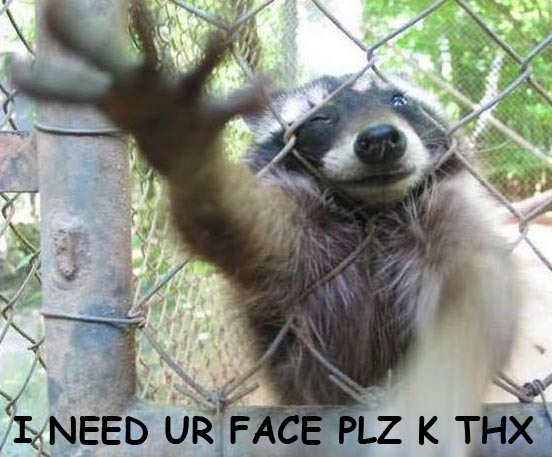 raccoon1.jpg