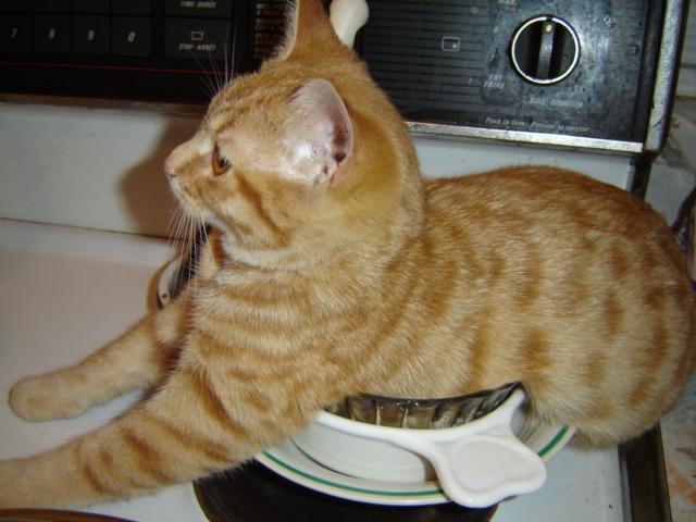 kitten-stove-Small.JPG
