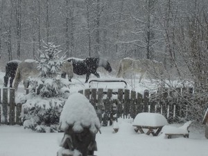 snow-horses-small.jpg
