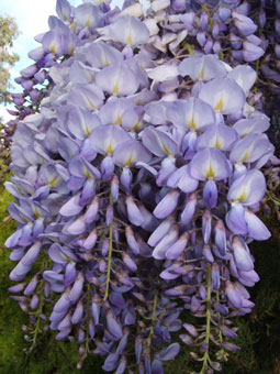 2006_0907wisteria0020.jpg
