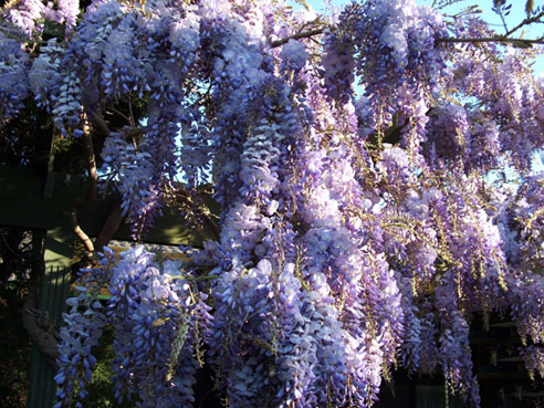 2006_0907wisteria0058.jpg