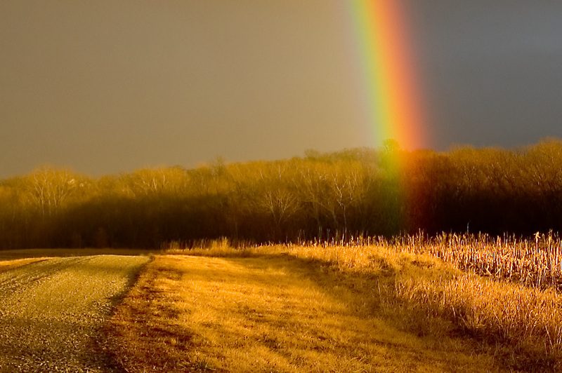 rainbow_elam_1_closeup.jpg