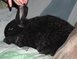 TT-bunbun.jpg