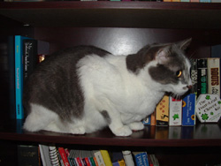 tt-catshelf.jpg