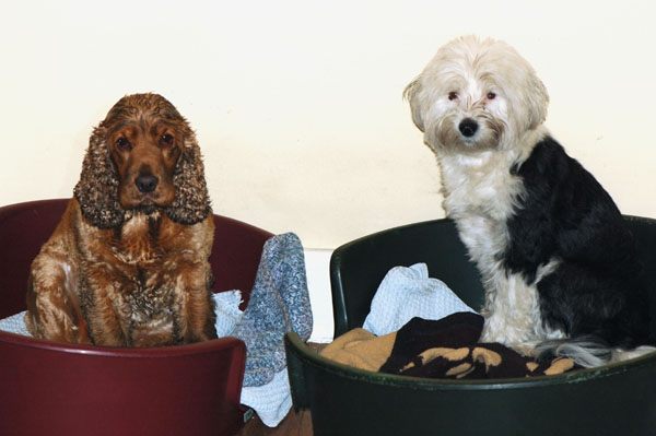 baddogscopy.jpg