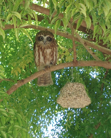 BLOGSundayowl2.jpg