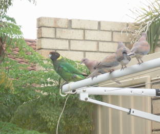 BirdiesbirdiesallinarowTT.jpg