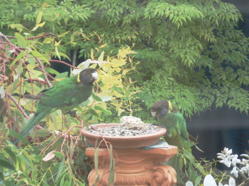 Birdiesparrots-fedingTT.jpg