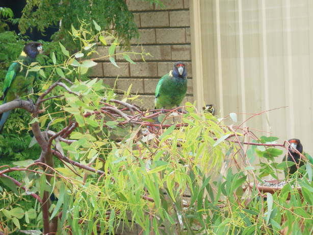 BirdiesthreebirdiesTT.jpg