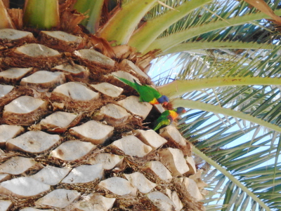 Burswood4rosellas.JPG