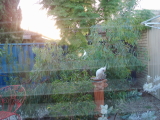 CorellaforTTbreakfastwindow.jpg