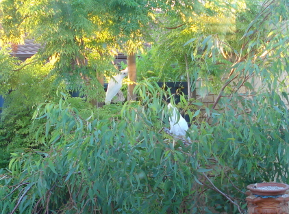 CorellaforTTcorellas320-x-30.jpg