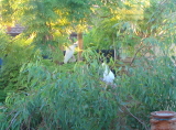CorellaforTTcorrellasinmygarden.jpg