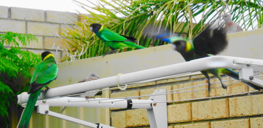 Galahs-in-garden28onlineinflight.jpg
