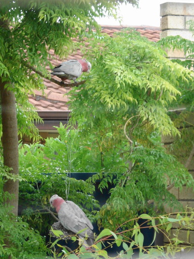Galahs-in-garden2galahs.jpg