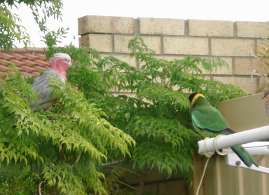 Galahs-in-gardengalahintree28online.jpg