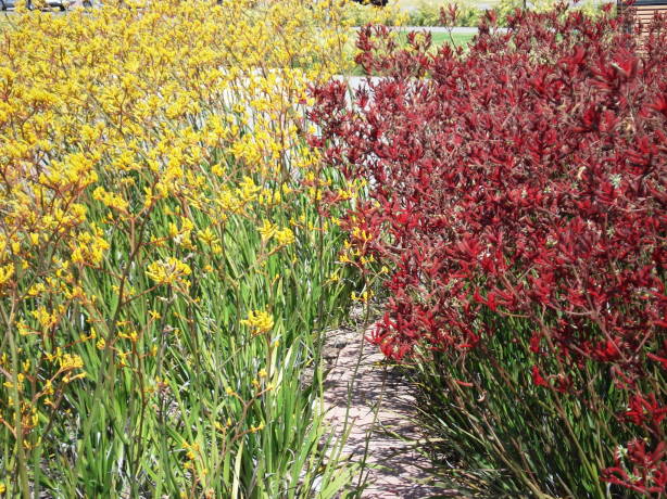 Kangaroo-pawsflowers1.jpg