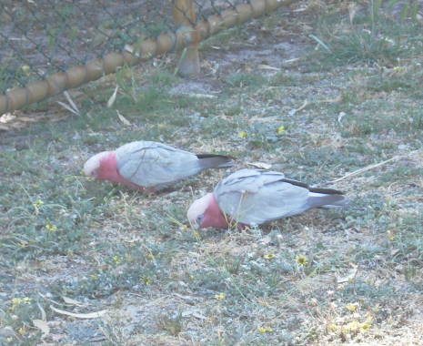 Kangaroo-pawsgalahs1.jpg