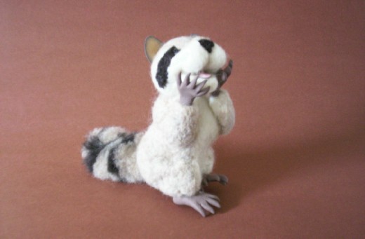 Raccoon1.jpg