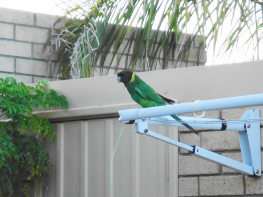 birdy4renae2.jpg