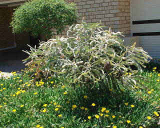 mygardenflowersbanksia2.jpg