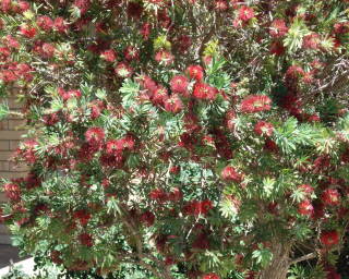 mygardenflowersbottlebrush.jpg