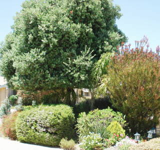 mygardenflowersjeanies-garden.jpg