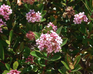 mygardenflowerspinkflowerwithbees.jpg