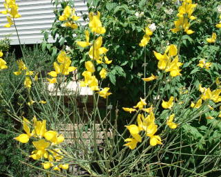 mygardenflowersyellowflower.jpg