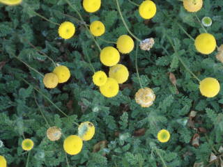 mygardenflowersyellowpompoms.jpg