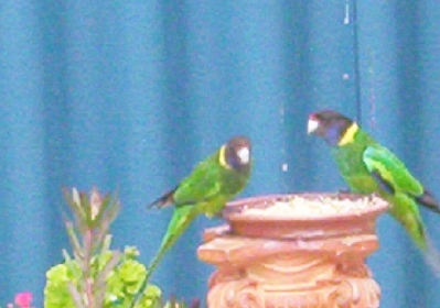parrotscloseupfeedingweb.jpg