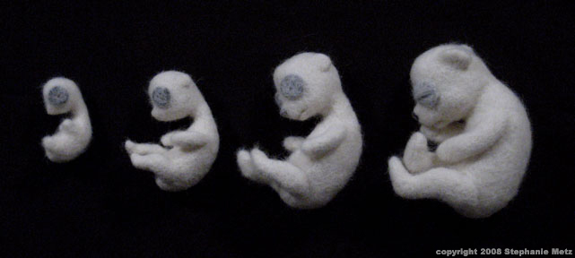 Teddy-Fetal-Developmentgg.jpg