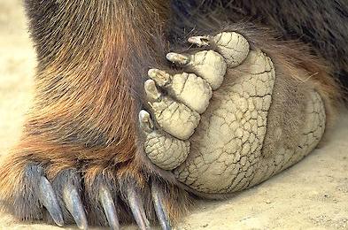 brown-bear-paws_2.jpg