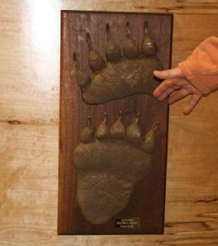 bear-feet.jpg