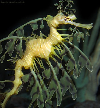 Leafy_Sea_Dragon__1.jpg