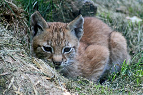 babylynx2.jpg