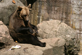 bear1.jpg