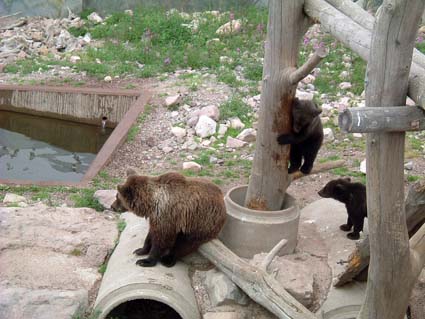 bears.jpg