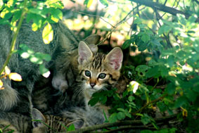 wildcats.jpg