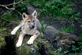 wolfpup.jpg