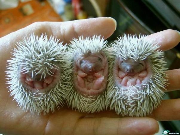 porcupinebabies.JPG