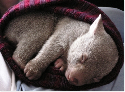 wombat_in_a_hat.jpg