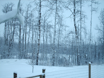 winter.jpg