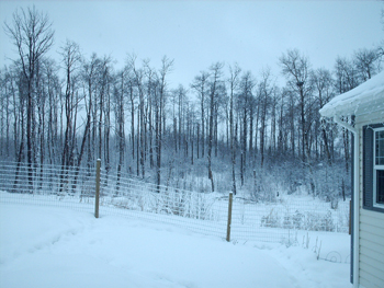 winter3.jpg