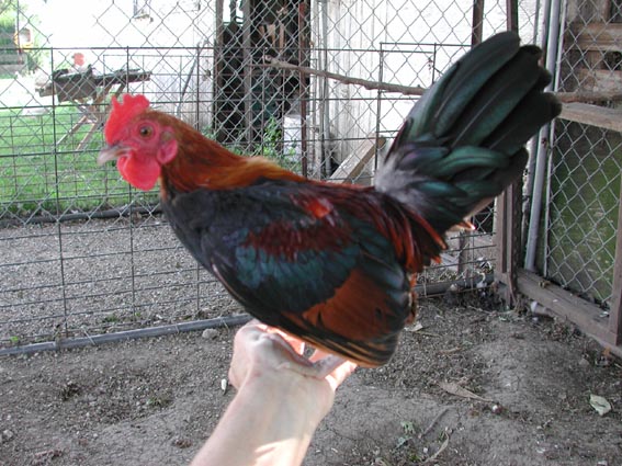 MrBoJangles1.jpg
