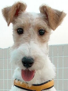 fox-terrier-02a.jpg