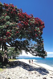 Walkers_Pohutukawa_Tree.jpg