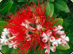 pohutukawa.jpg