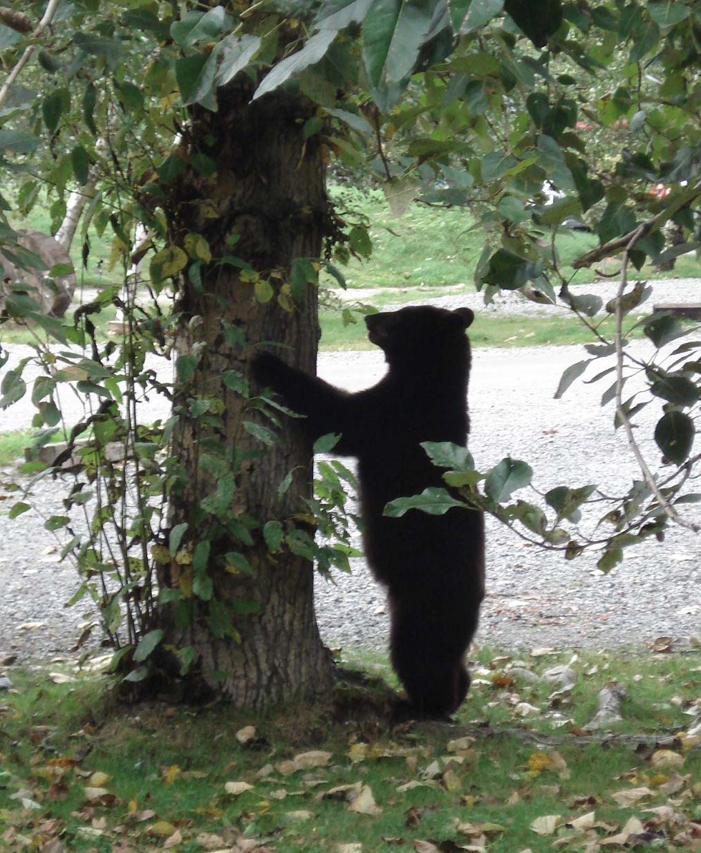 bear_tree.jpg